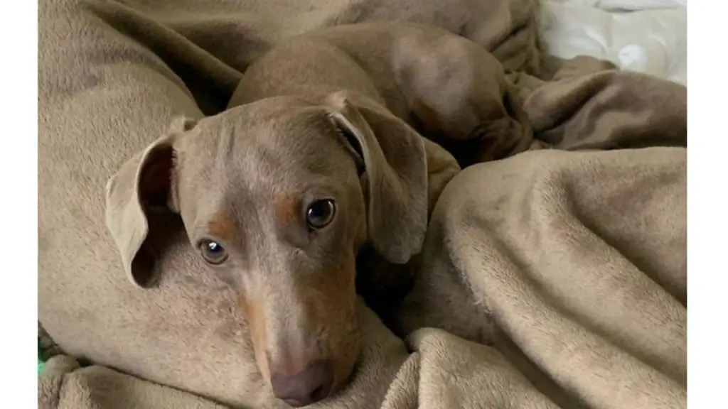 dachshund on blanket