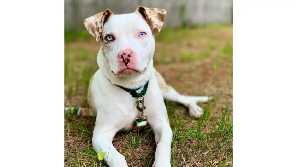 catahoula pit mix