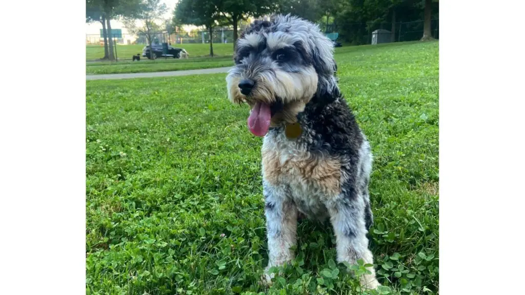 blue merle aussiedoodle outside