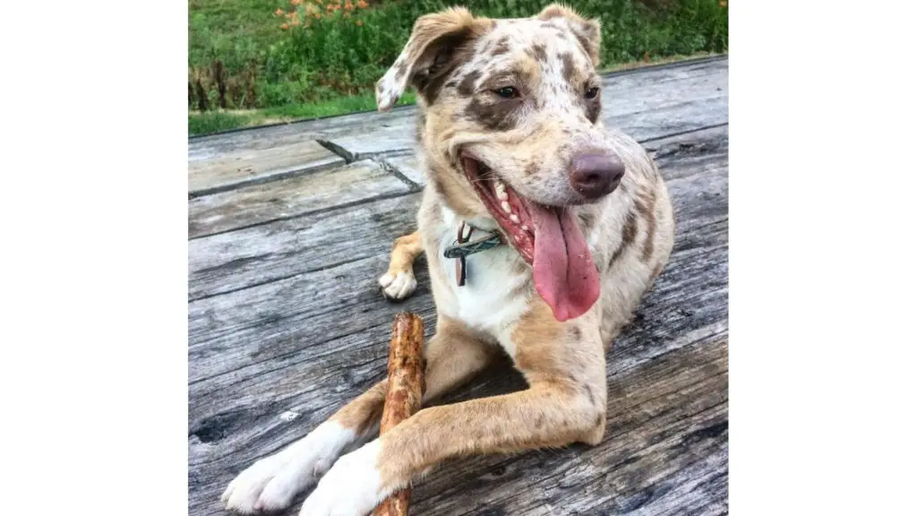 aussie x catahoula mix