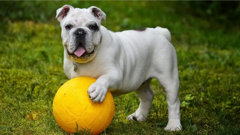 Black And White Bulldog playing