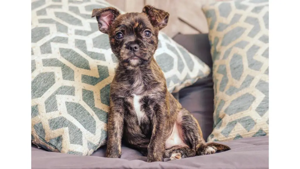 brindle French Bulldog Yorkie Mix puppy