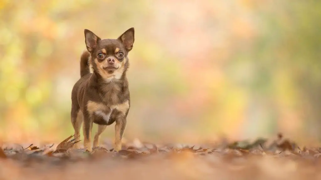 Chocolate brown Chihuahua