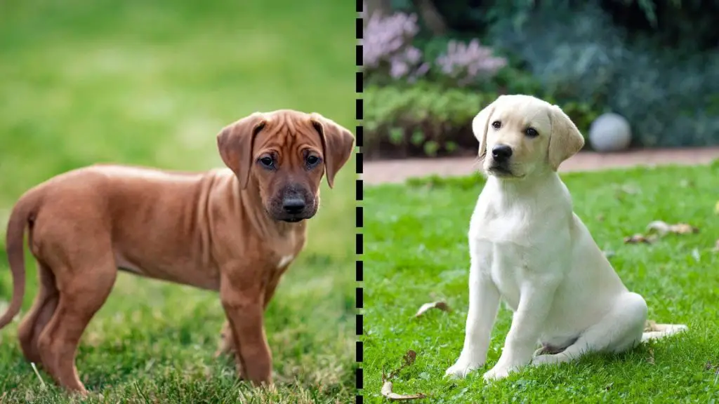 puppy lab and ridgeback