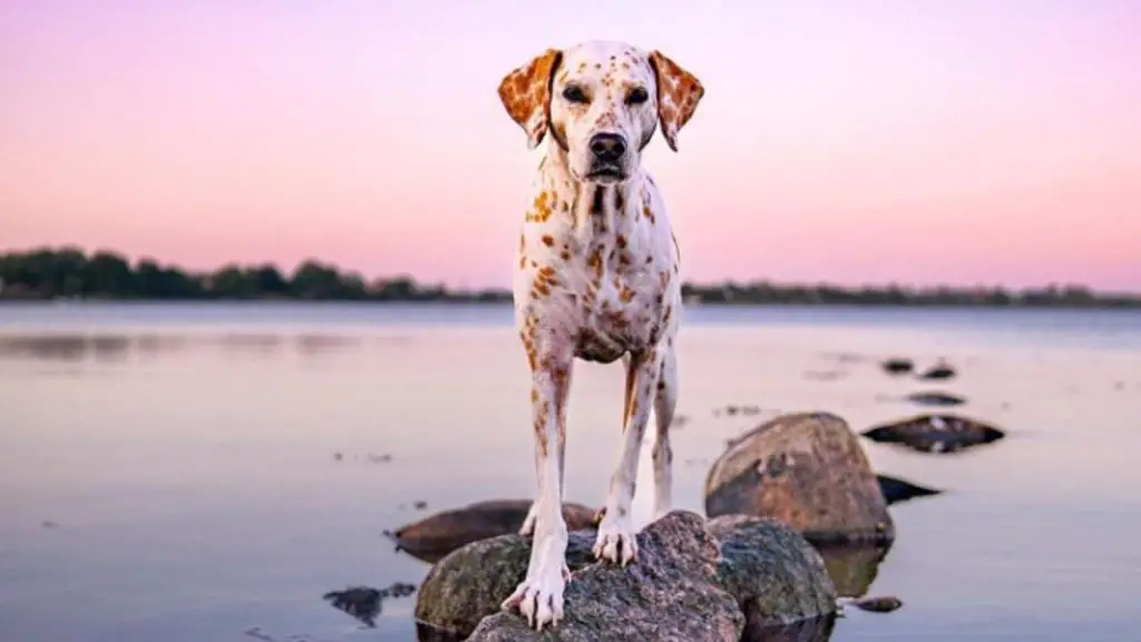 Lemon Dalmatian on rocks