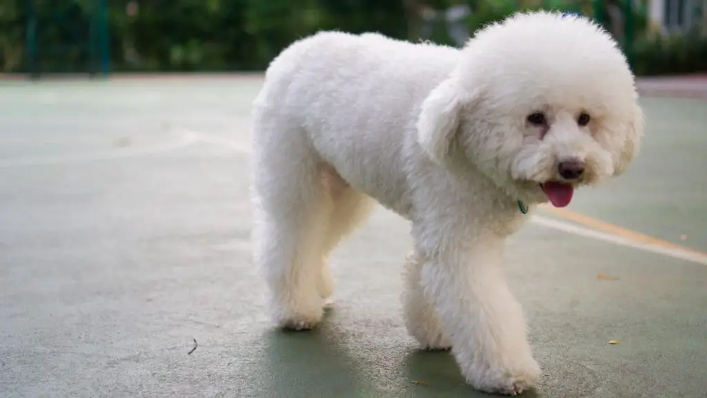 small white puppy