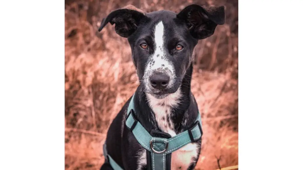 Dalmatian Husky Mix outside