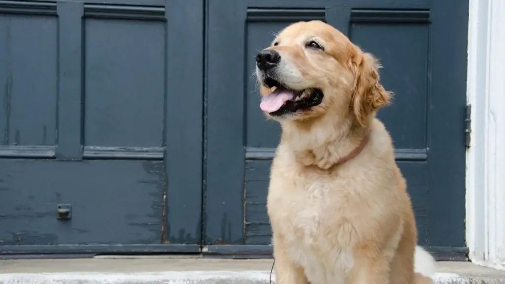 golden retriever