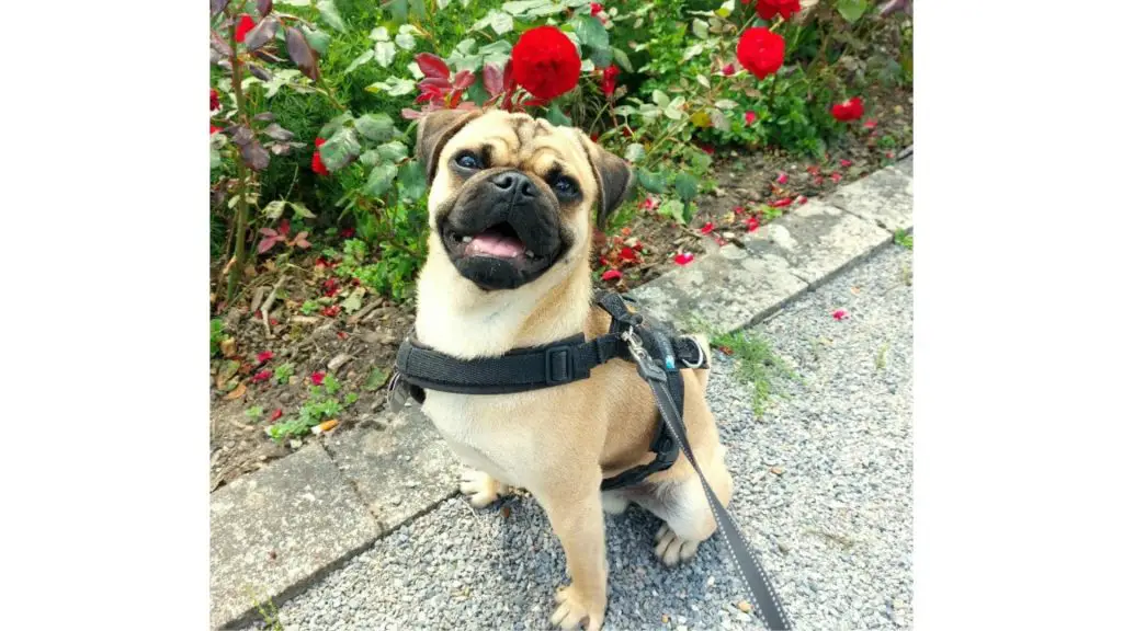 Retro Pug sitting