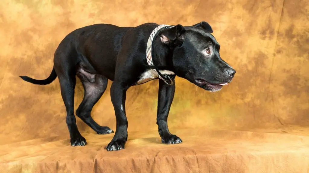 black pitbull getting picture