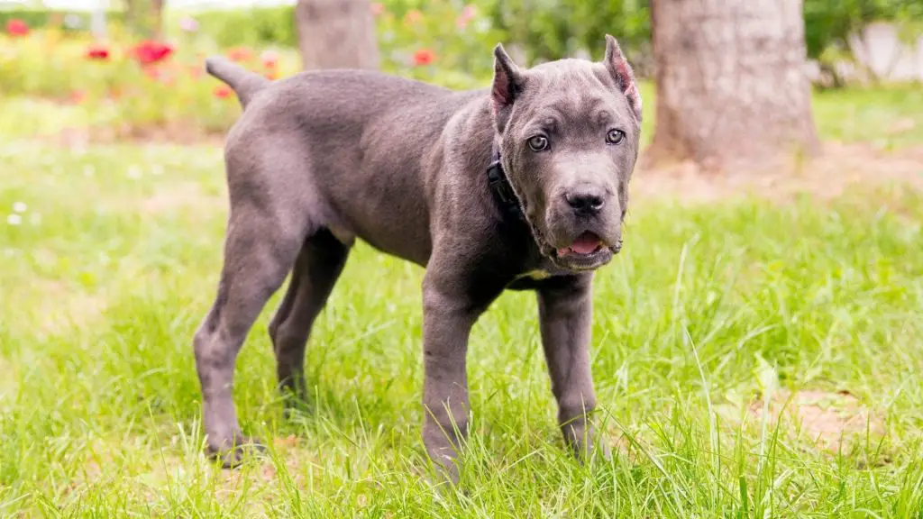 blue cane corso puppy outside