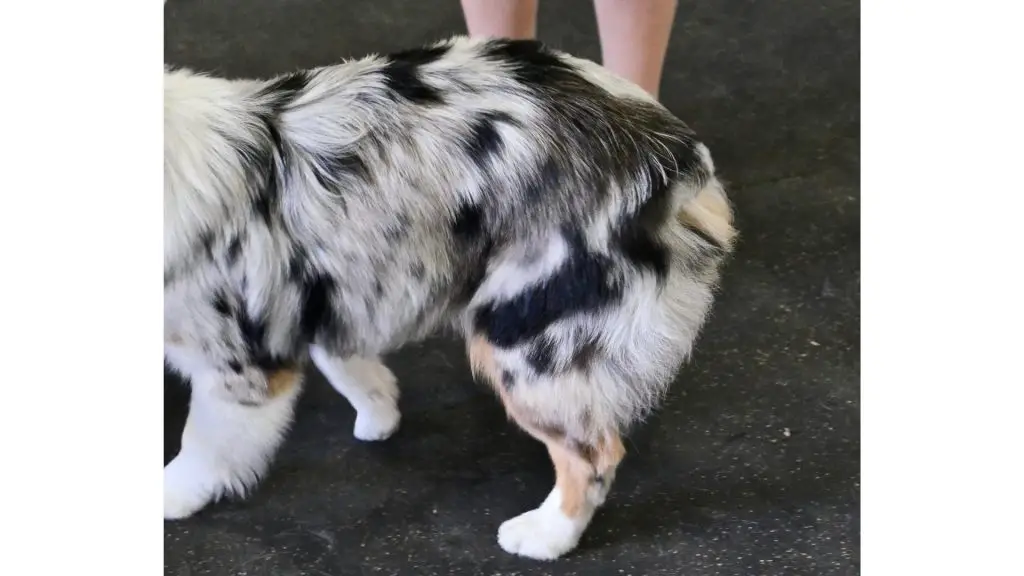 Australian Shepherd docked Tail