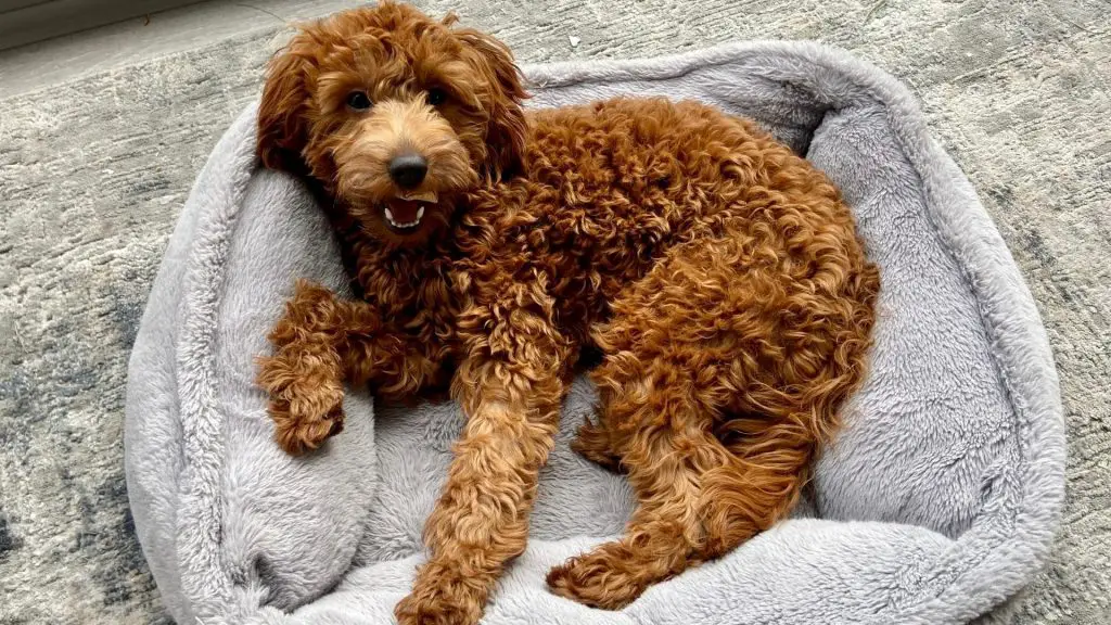 Red Goldendoodle puppy