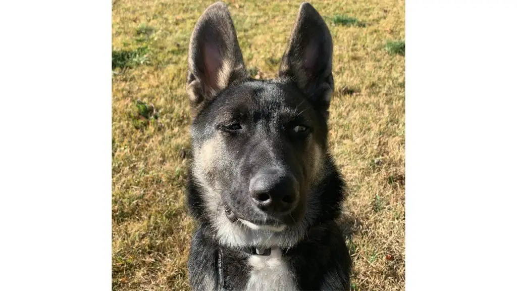 alaskan shepherd