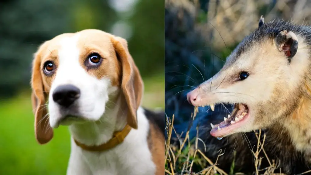 Are Possums Dangerous To all Dogs