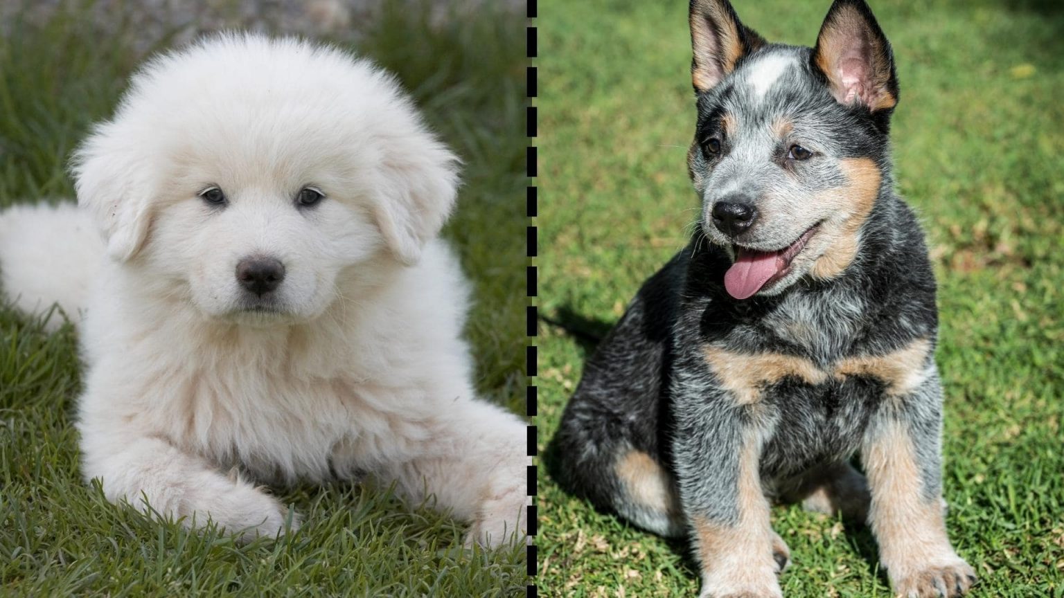 Blue Heeler And Great Pyrenees Mix