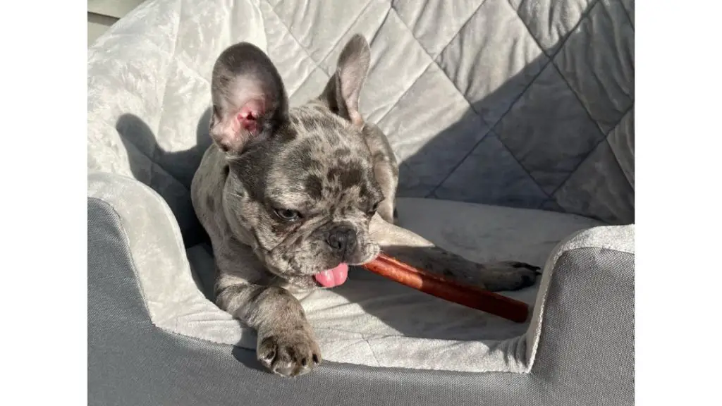 frenchie in bed