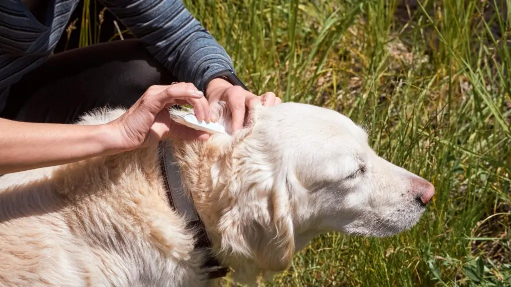 removing engorged tick on dog