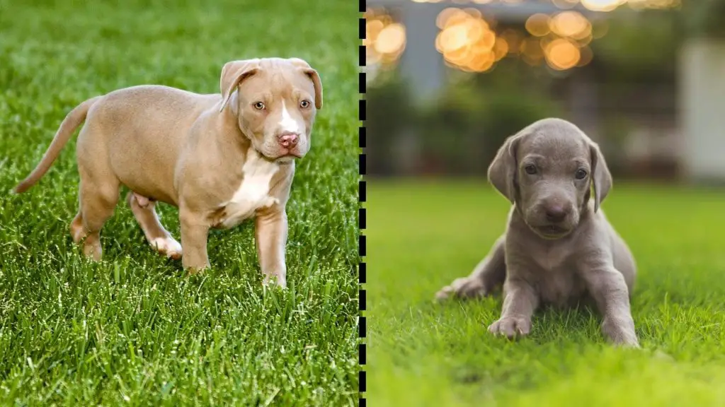 weimaraner x pit puppy