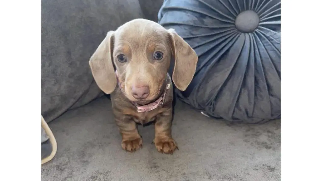 Isabella Dachshund puppy