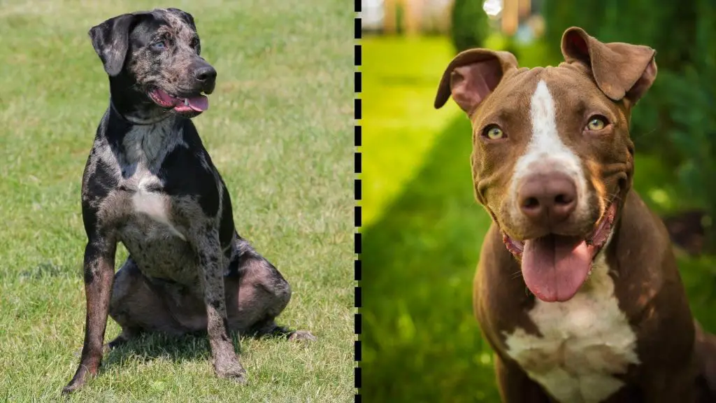 catahoula x pitbull