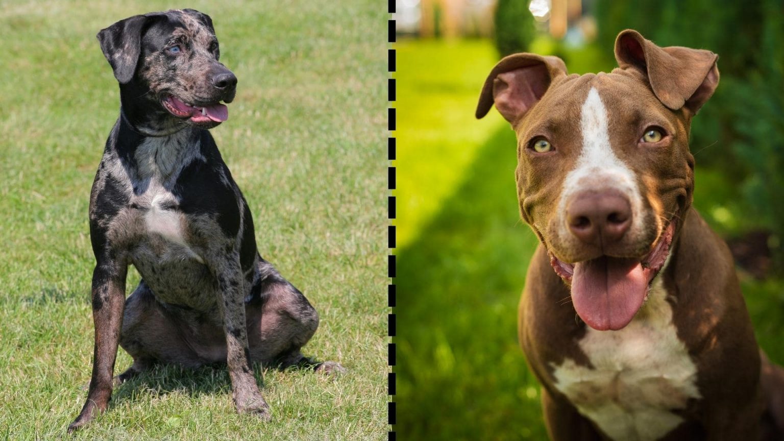 The Catahoula Pit Mix (AKA Pitahoula): Complete Breed Guide