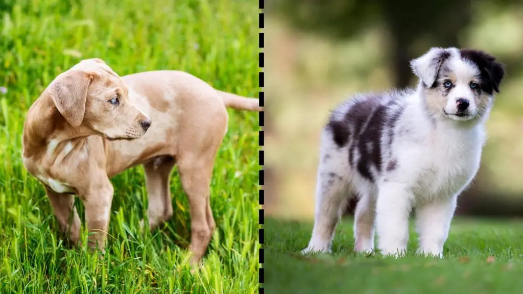 aussie and catahoula puppy