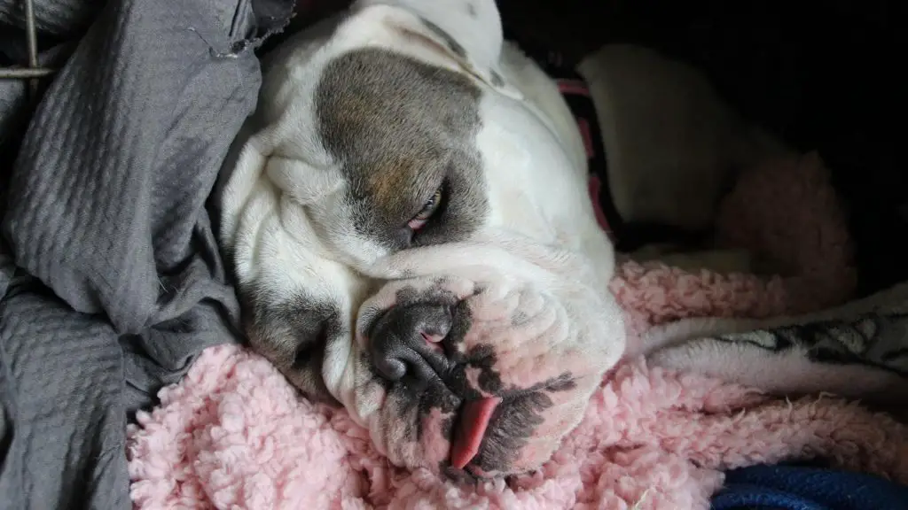 english bulldog sleeping