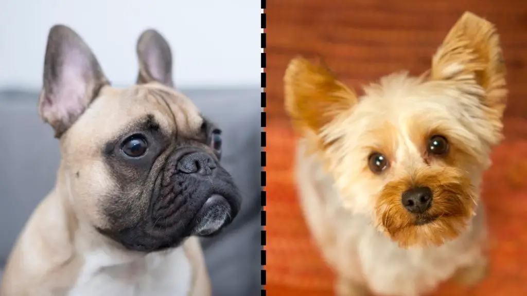 frenchie x yorkie