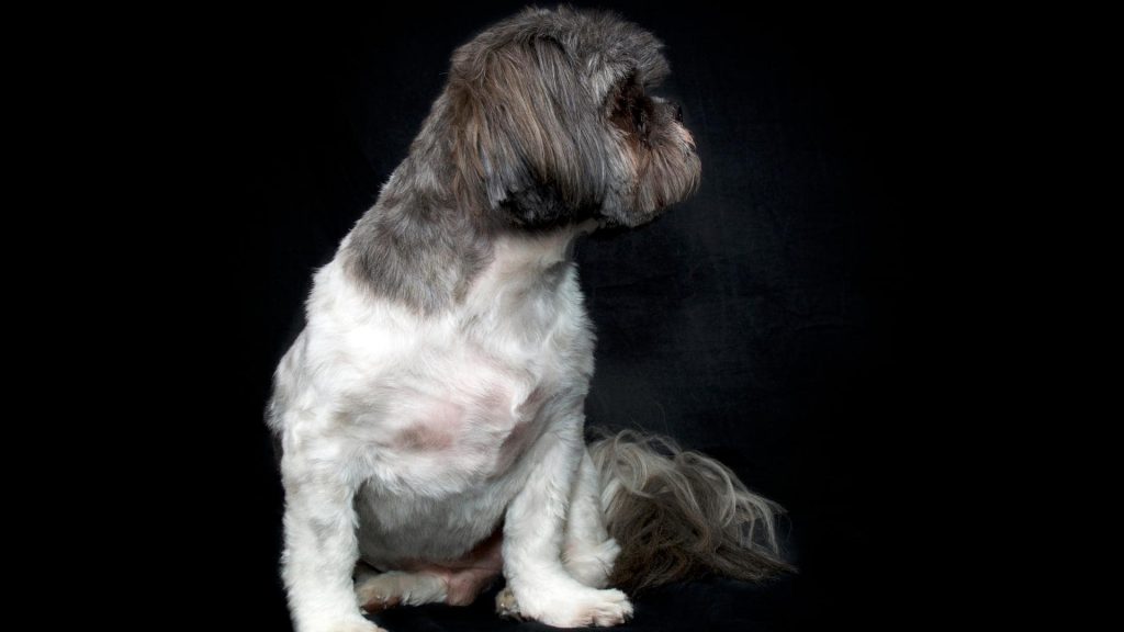 black and white shih tzu dog