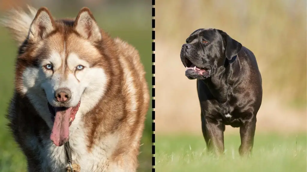 husky x cane corso