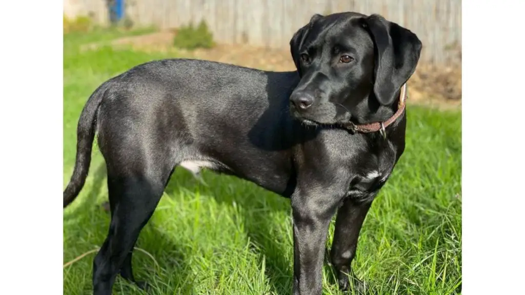 black Rhodesian Ridgeback Lab Mix