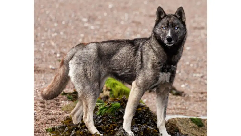 husky outside