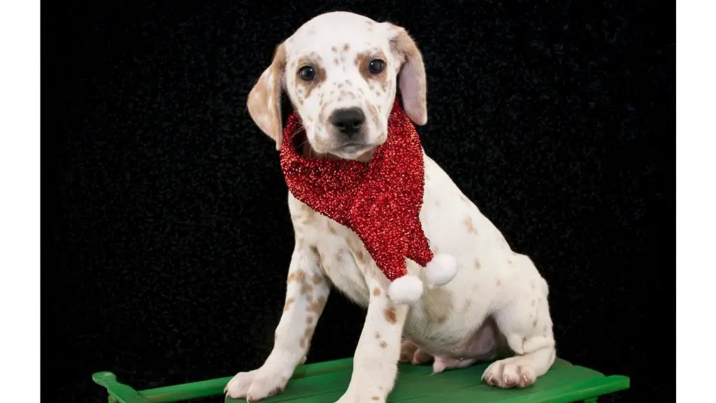 Christmas puppy