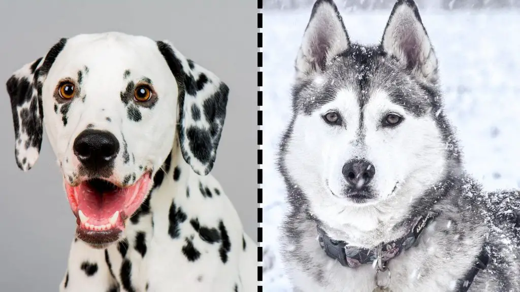 Dalmatian x Husky