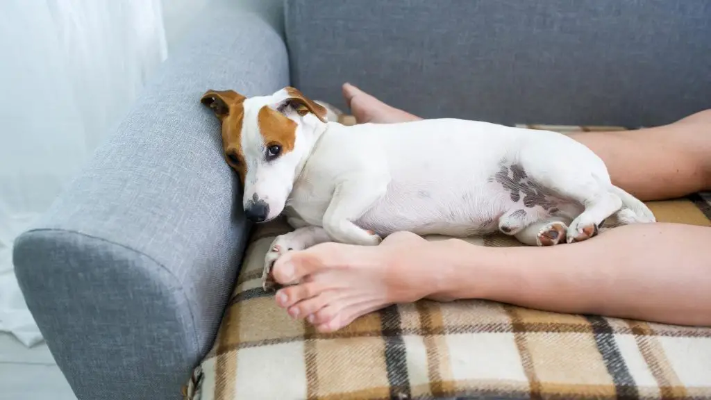 Why Does My Dog Sleep Between My Legs? (Fully Explained!)