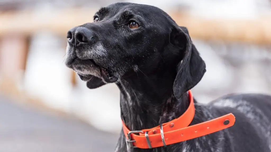 close up on dogs face