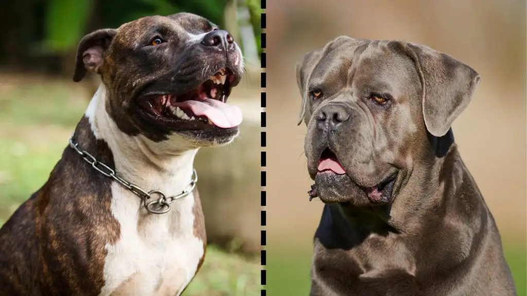 Cane Corso x Pitbull Mix