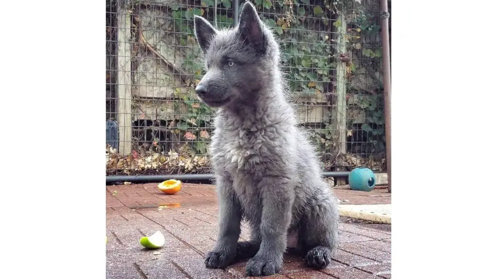 Blue Bay Shepherd puppy on deck