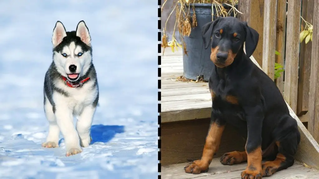 doberman x husky