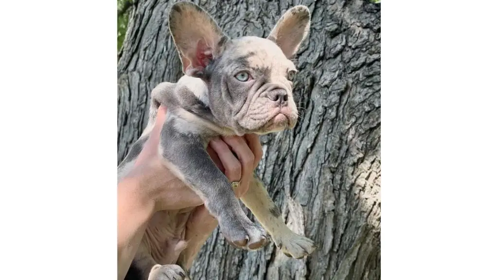 french bulldog with blue merle coat