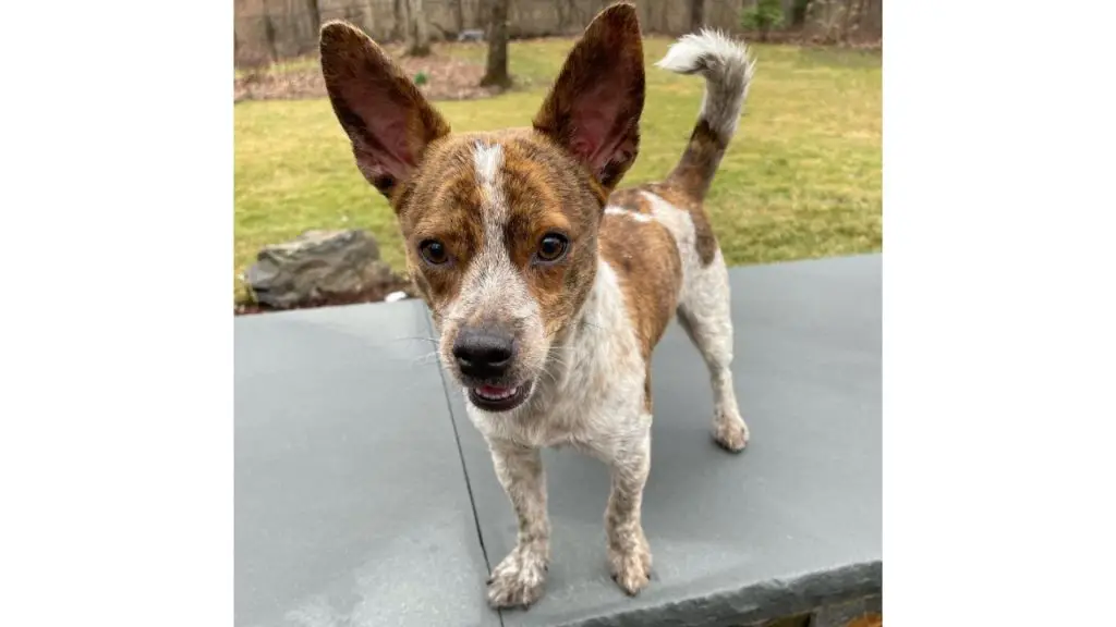 chi heeler puppy