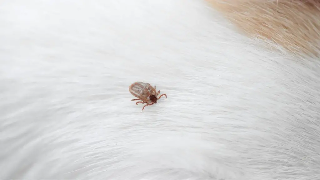 tick on a dog