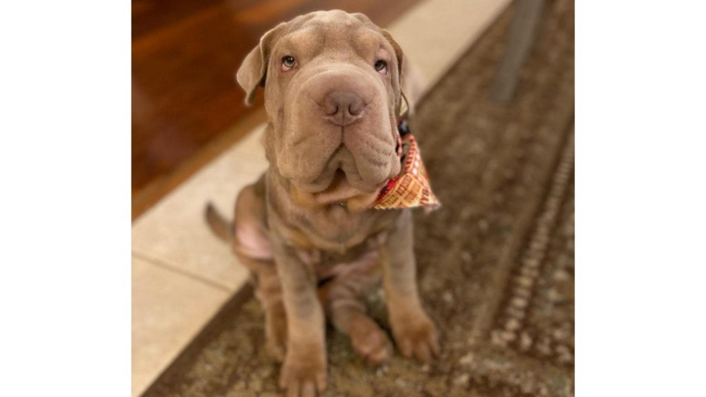 Mini Hippo Dog puppy