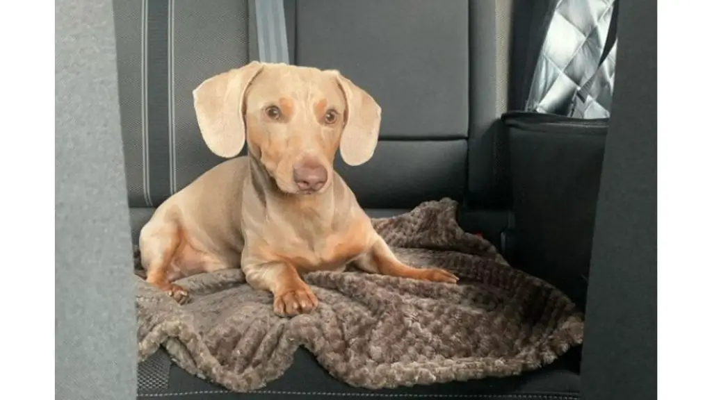 dachshund in car