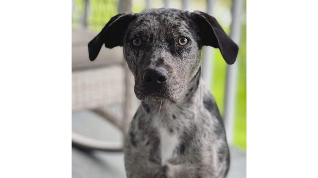 black and grey pitahoula