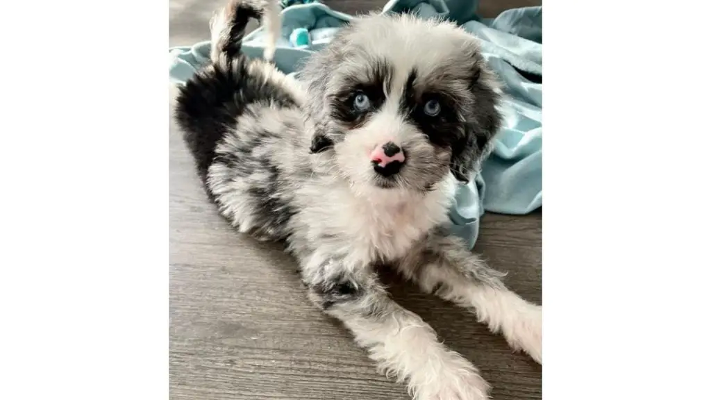 aussiedoodle with blanket