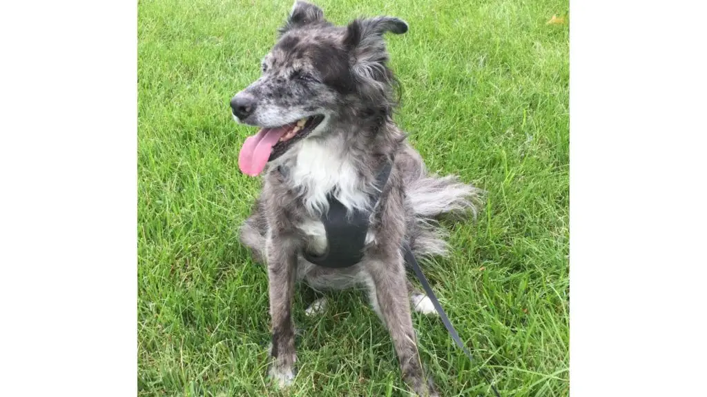 long haired Catahoula Australian Shepherd Mix