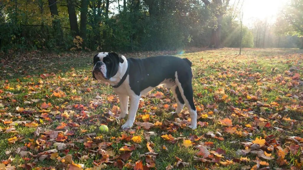 Black And White Bulldog outside