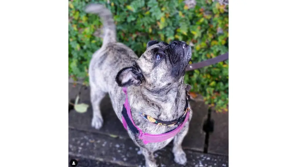 Bullpug puppy